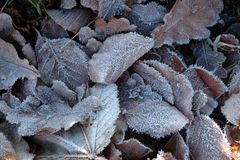 frozen leaves