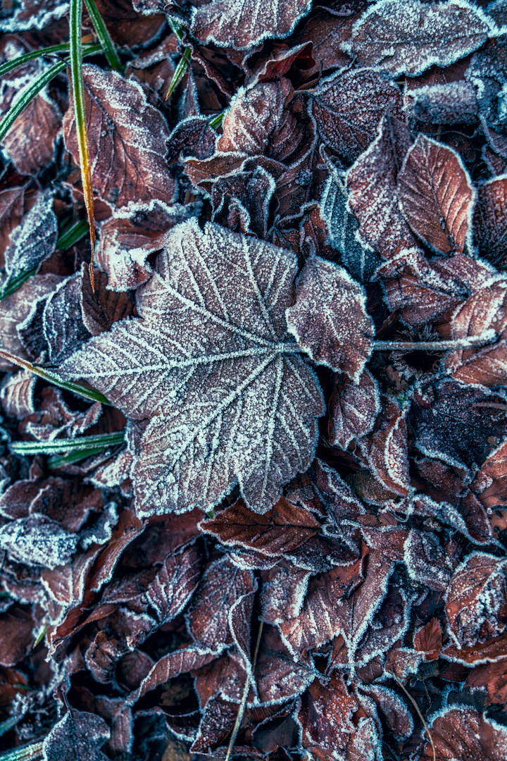 Frozen leaves