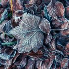 Frozen leaves