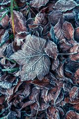 Frozen leaves