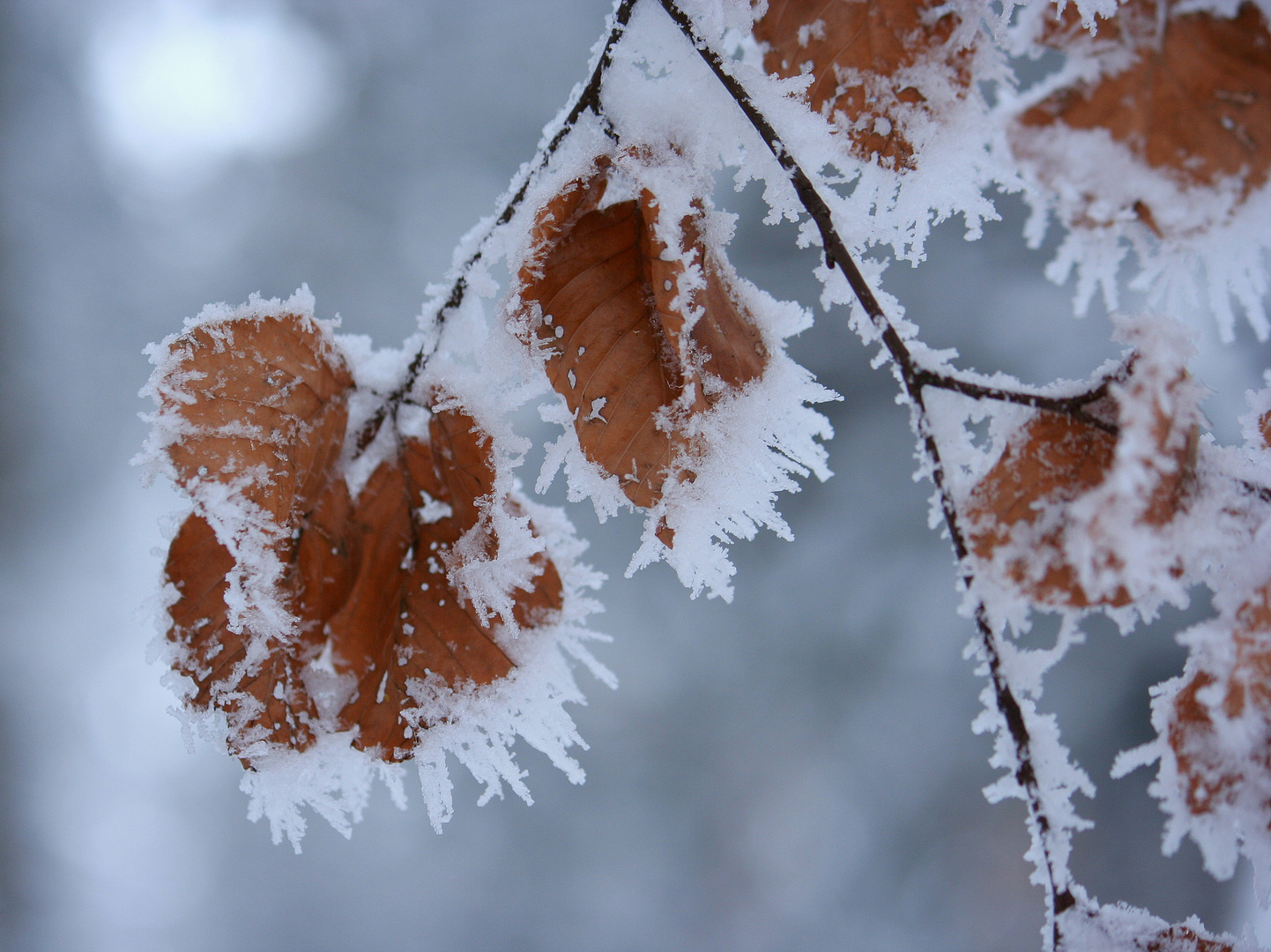 Frozen leaves