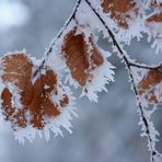 Frozen leaves