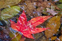 frozen leaves