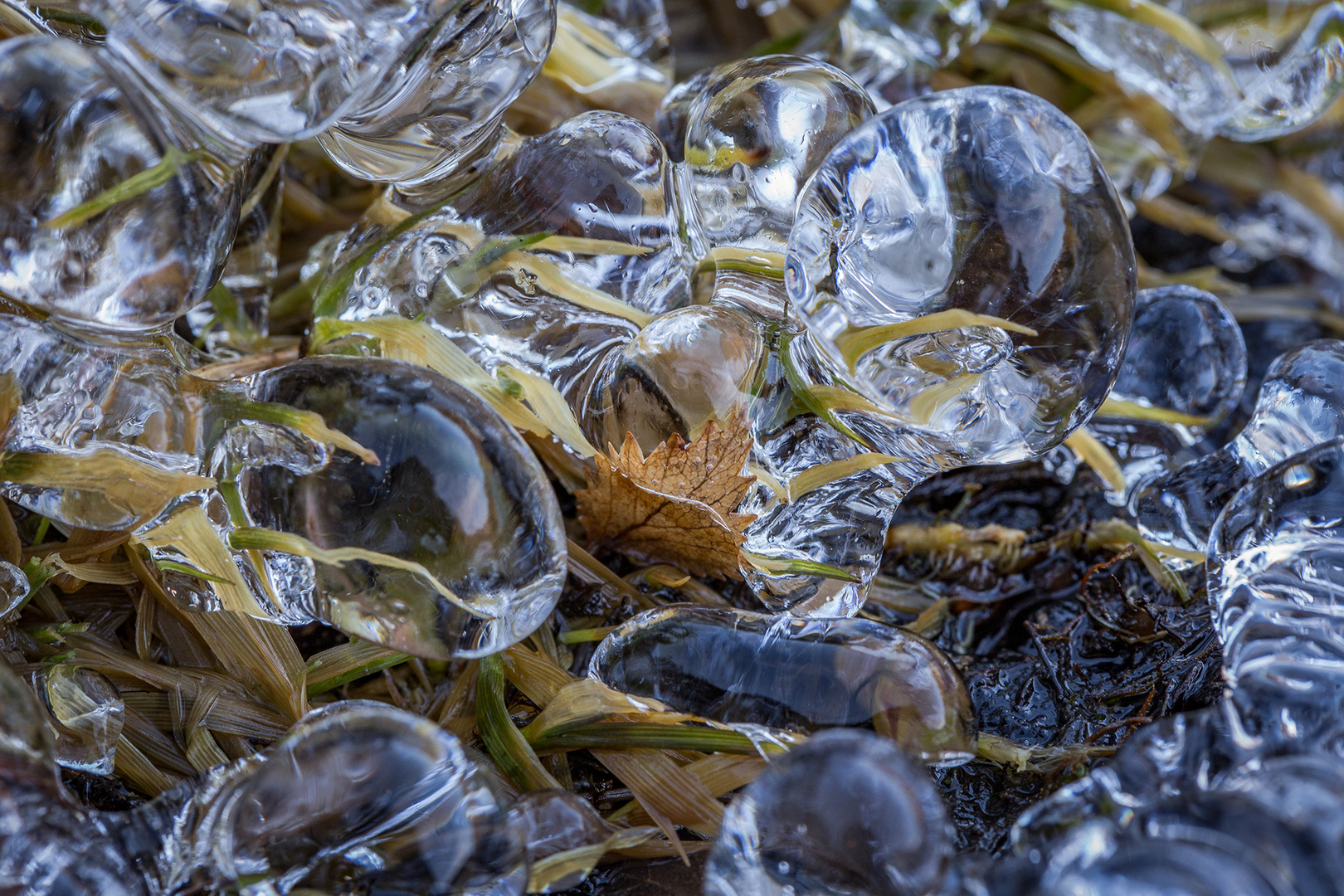 frozen leaves