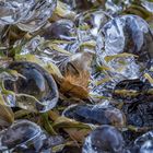 frozen leaves