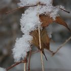 frozen leaves