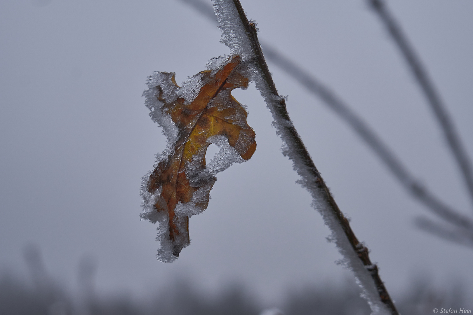 Frozen leaves