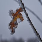 Frozen leaves