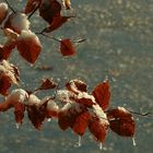 Frozen leaves