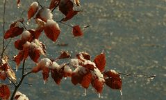 Frozen leaves