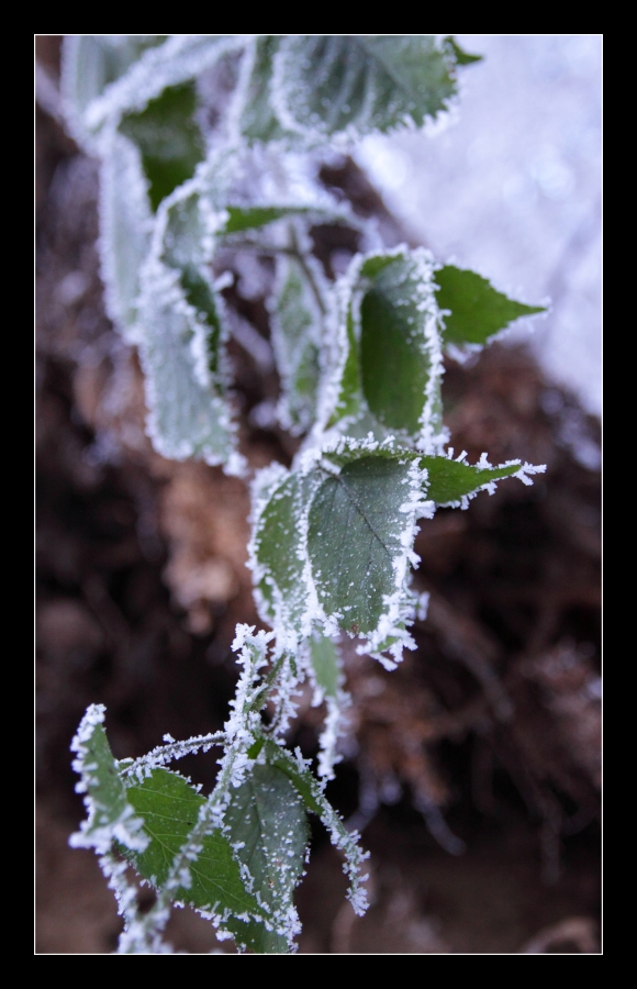 frozen leaves