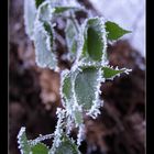 frozen leaves