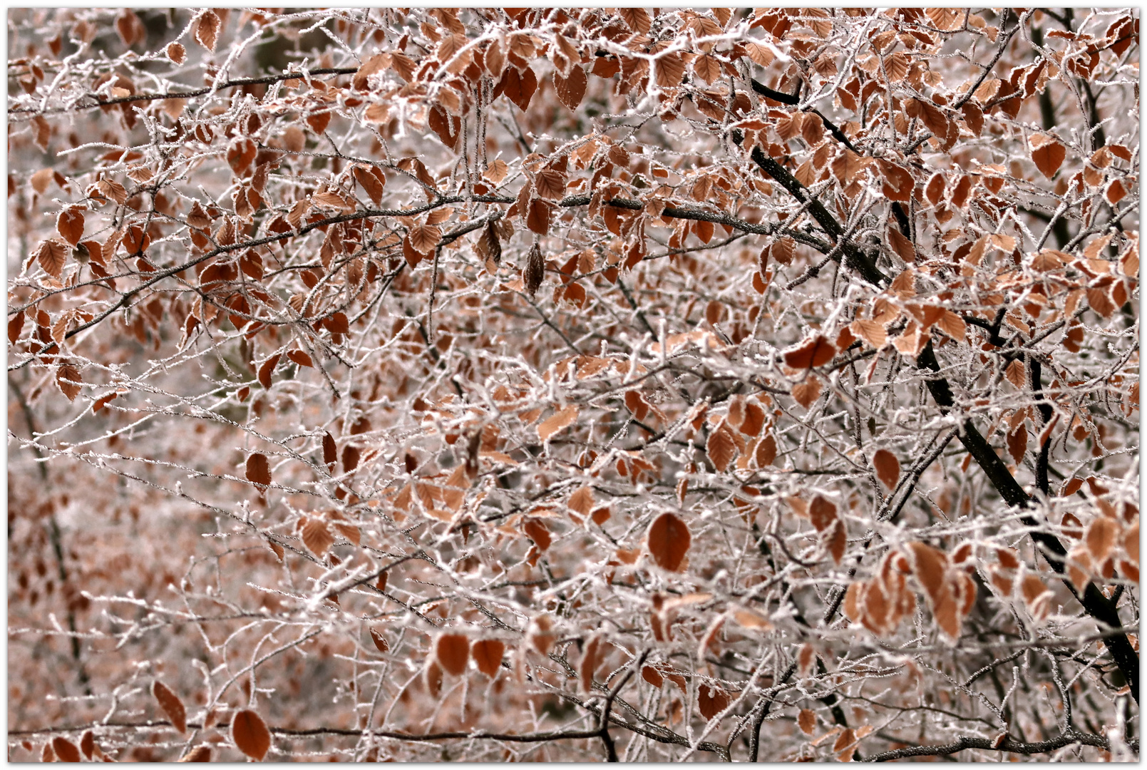 frozen leaves