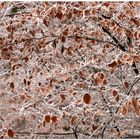 frozen leaves