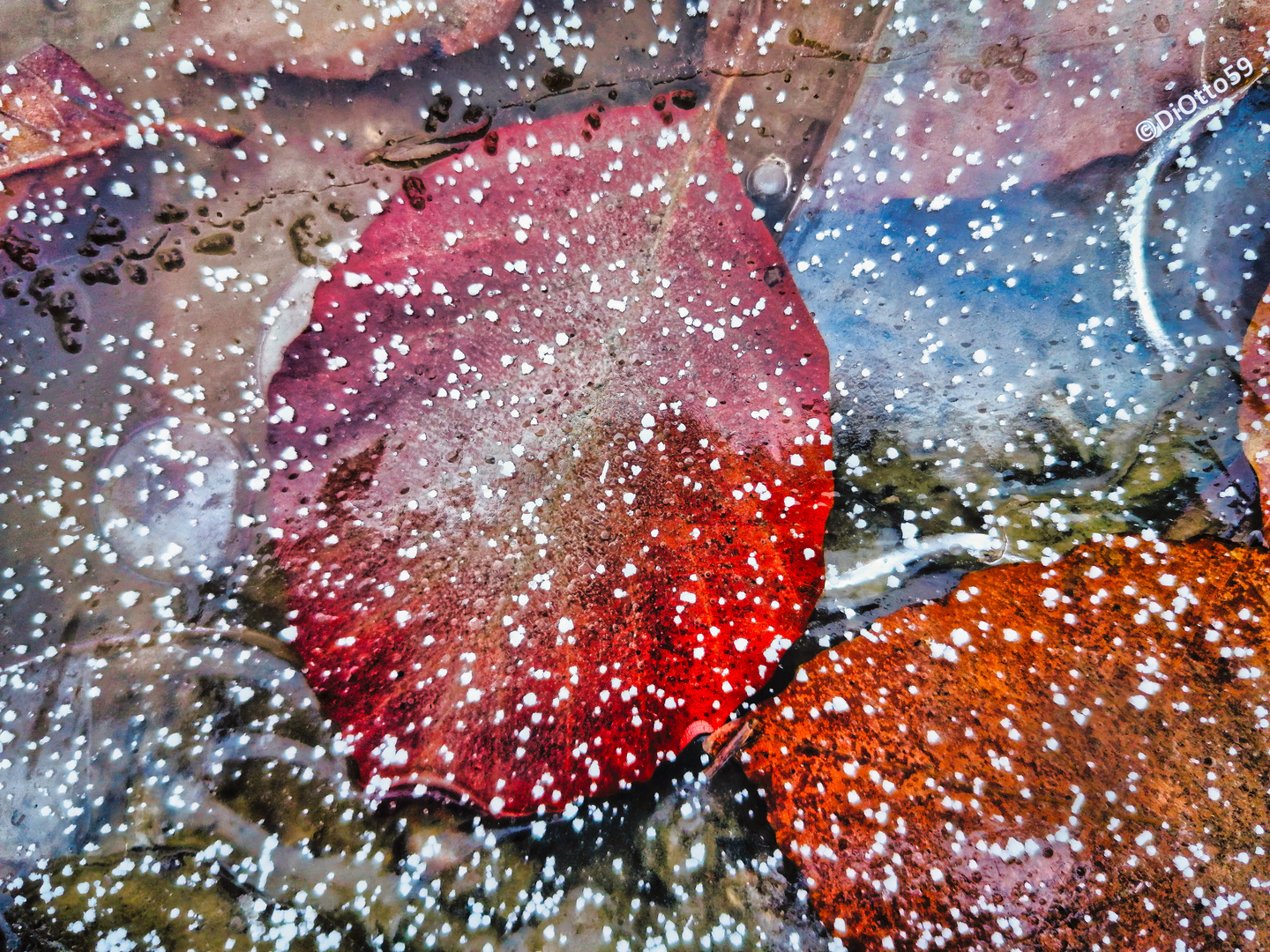 frozen leaves - gefrorene Blätter