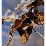 frozen leaves (I)