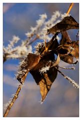 frozen leaves (I)