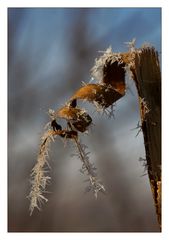 frozen leaves (II)