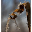 frozen leaves (II)