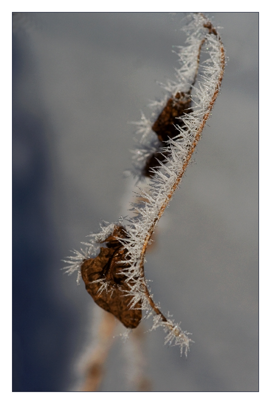 frozen leaves (III)