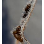 frozen leaves (III)