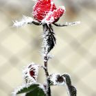 frozen love