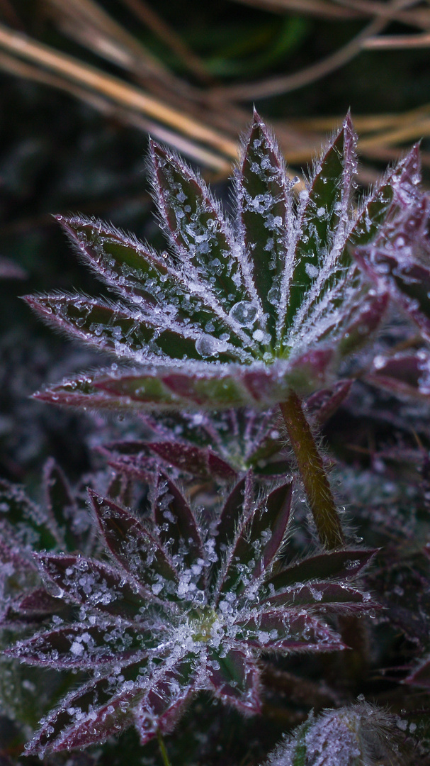 Frozen Lupinus