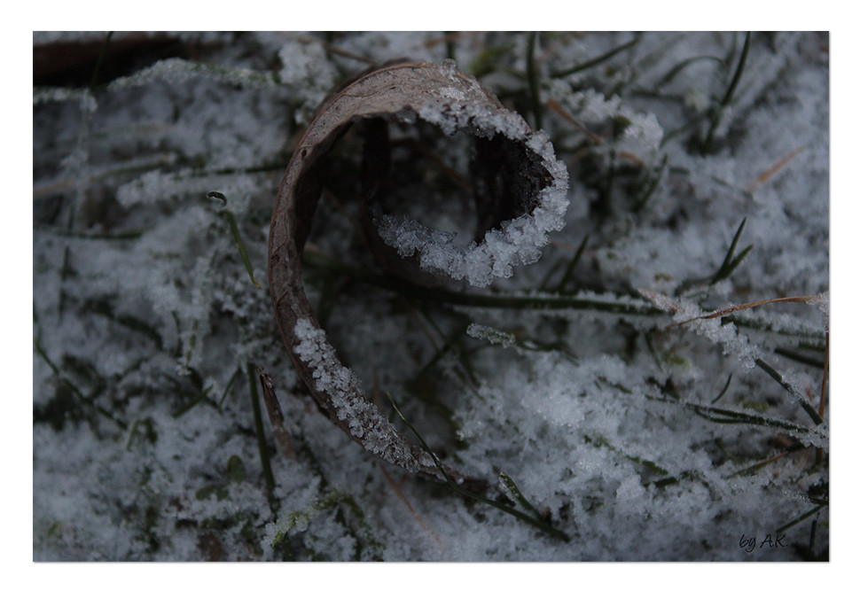 Frozen Magherita: Leaf