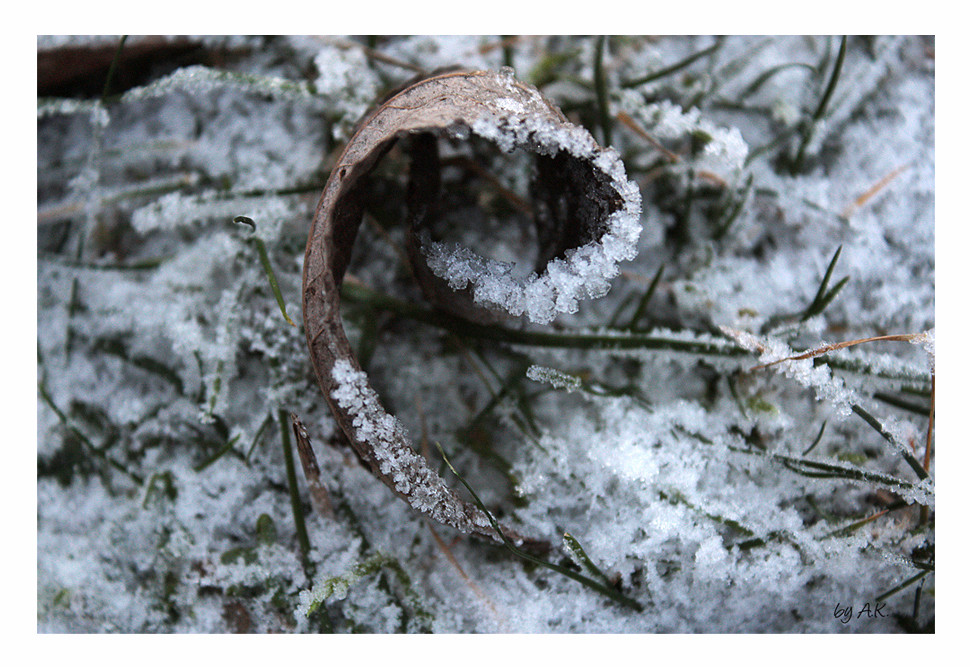 Frozen Magherita: Leaf - reload