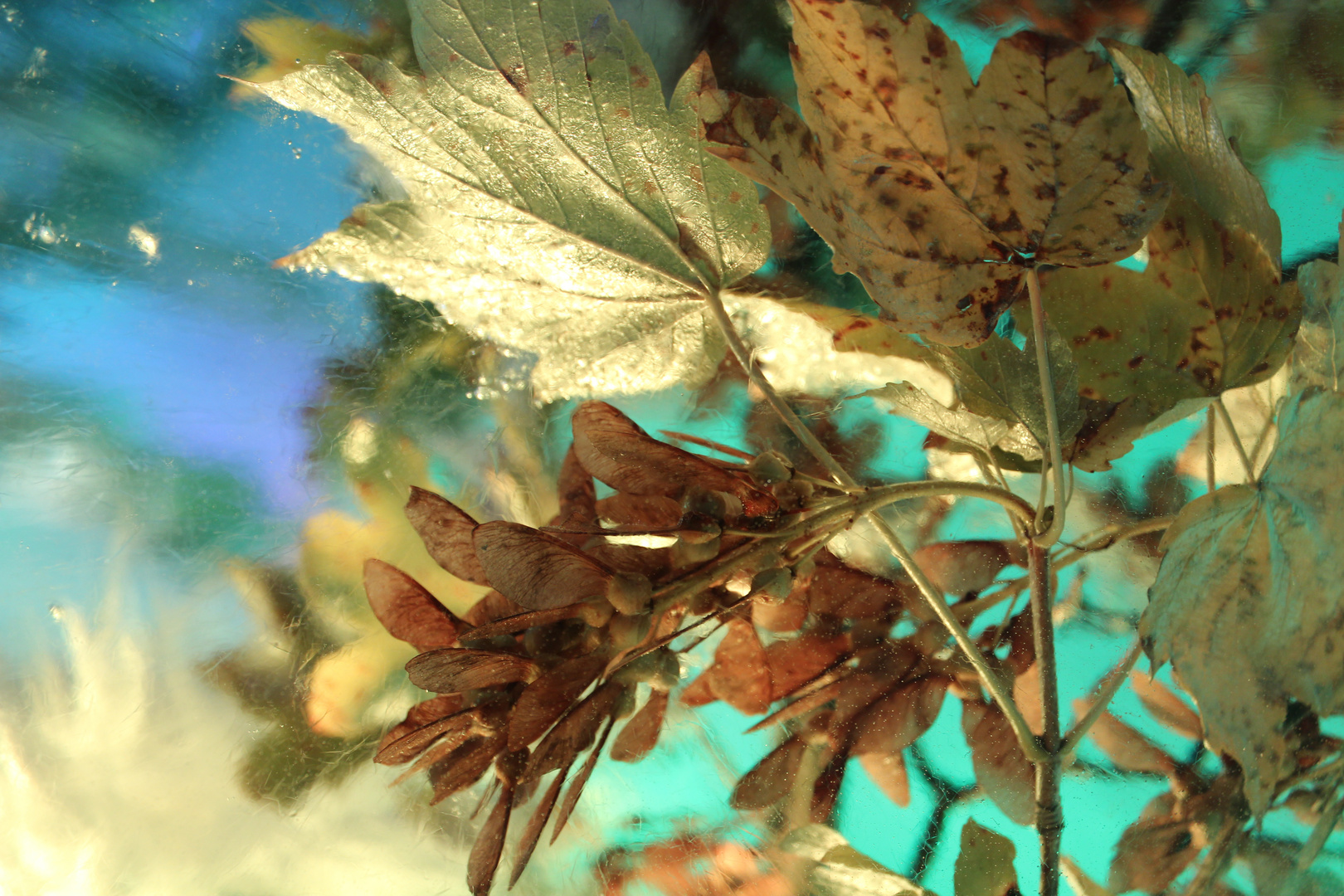 Frozen Maple