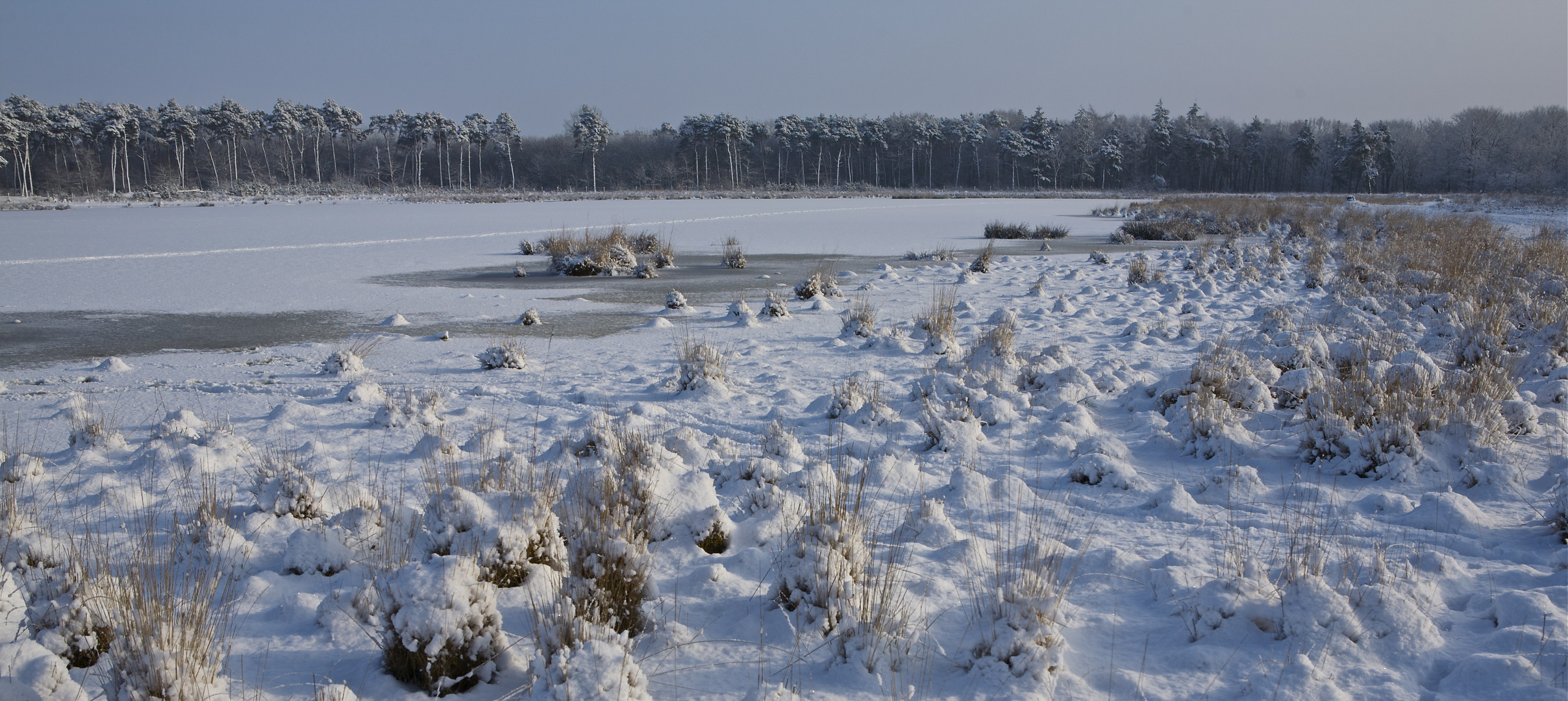 frozen moor