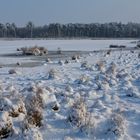 frozen moor