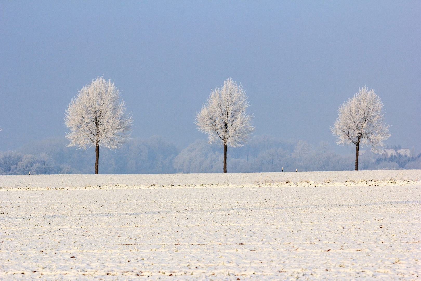 frozen morning