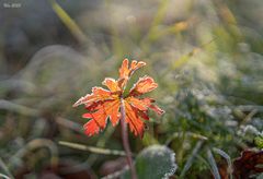 Frozen morning 