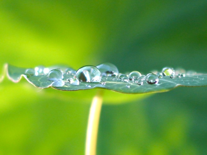 frozen morning dew on nasturtium leaf