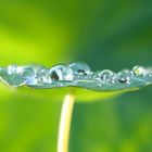 frozen morning dew on nasturtium leaf