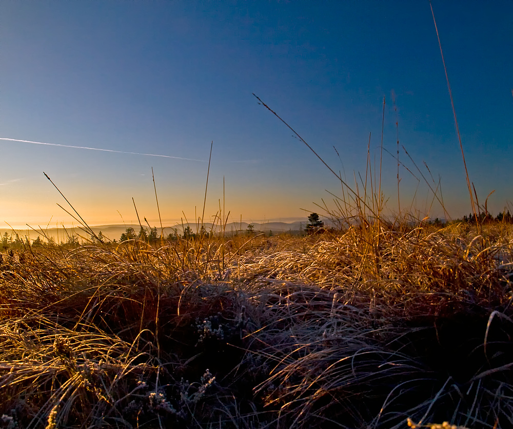 frozen morning