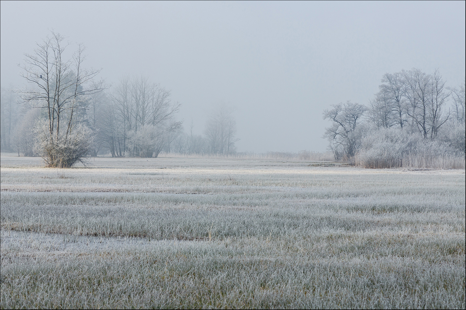 frozen morning