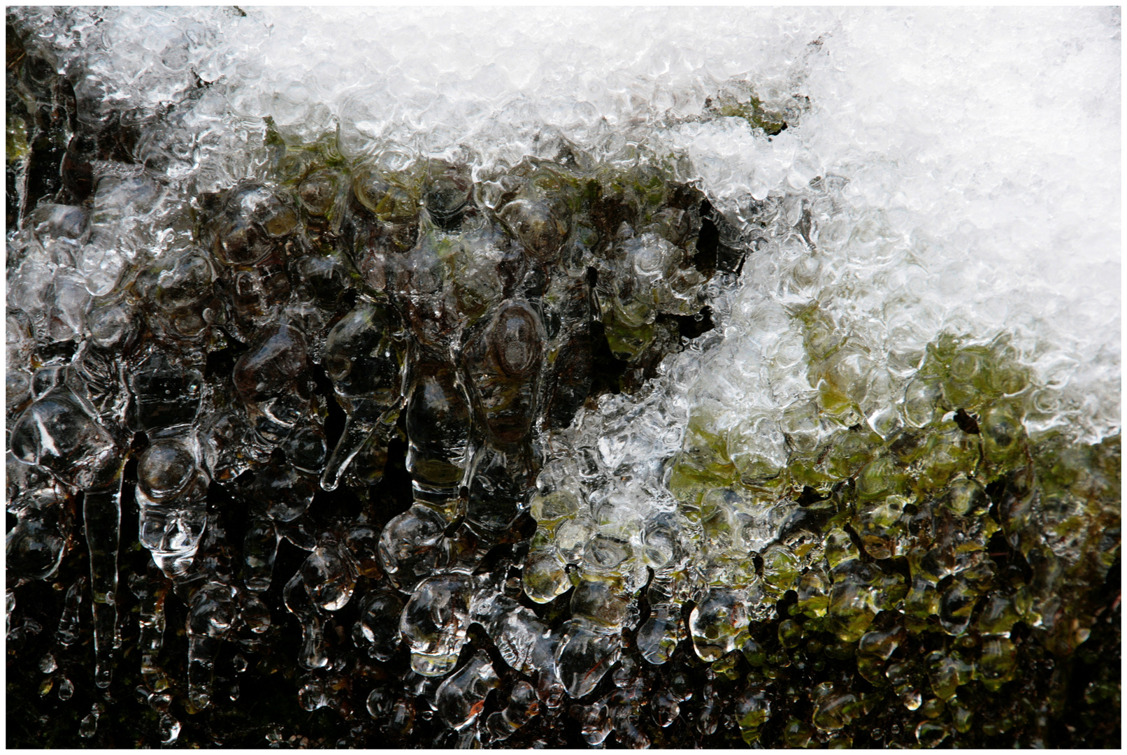 frozen moss