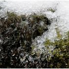 frozen moss