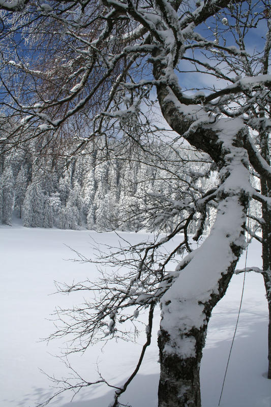 Frozen Mummelsee