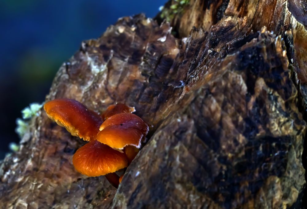 Frozen Mushroom