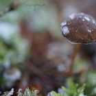 Frozen mushroom