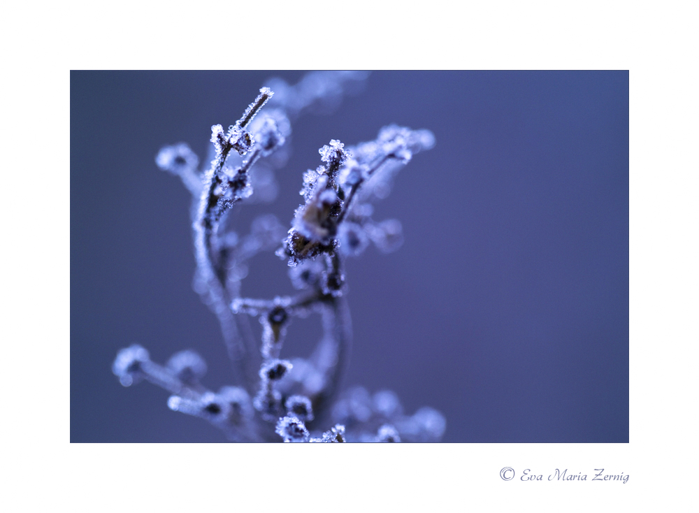 Frozen Nature 3