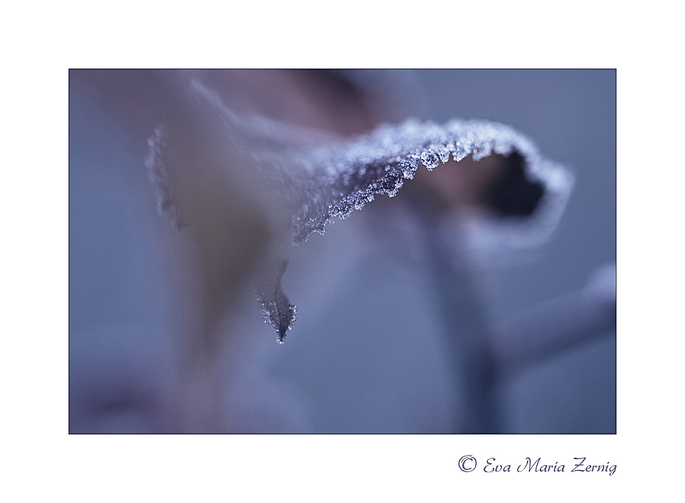 Frozen Nature 5