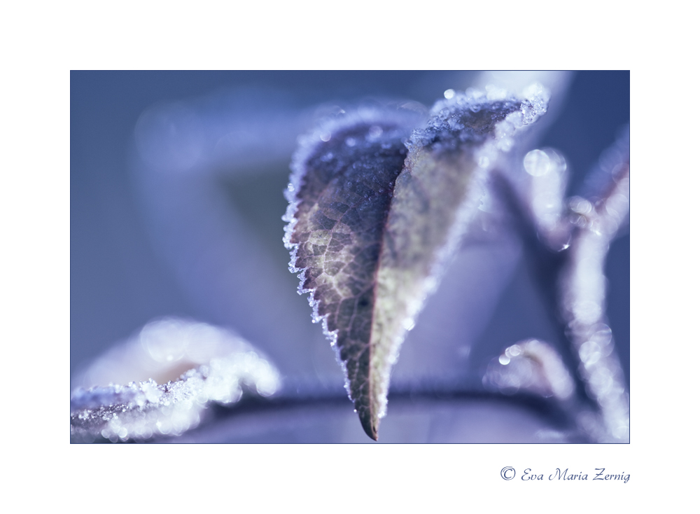 Frozen Nature 6