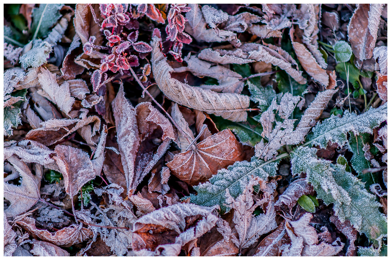 frozen nature