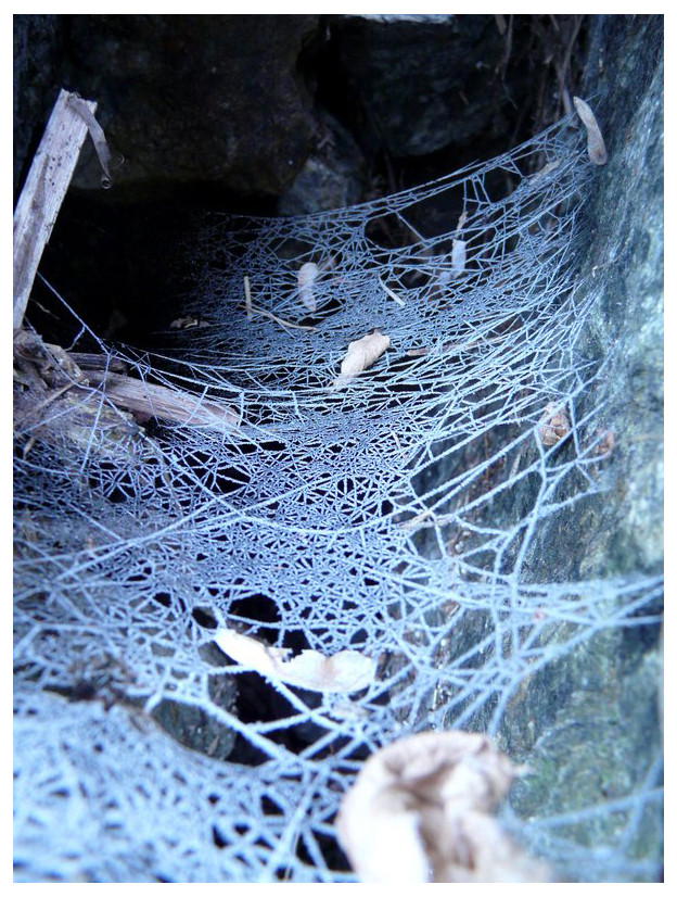 Frozen net