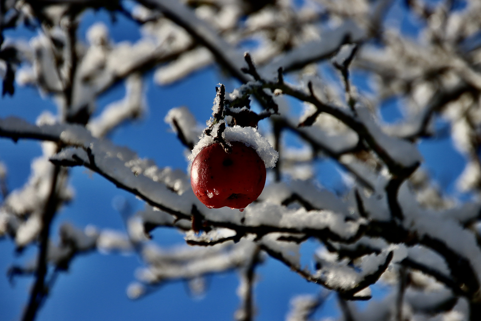 frozen Obst