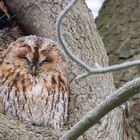 Frozen owl